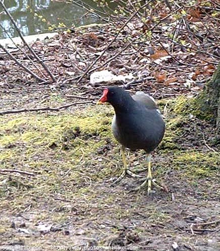 Photo de Poule