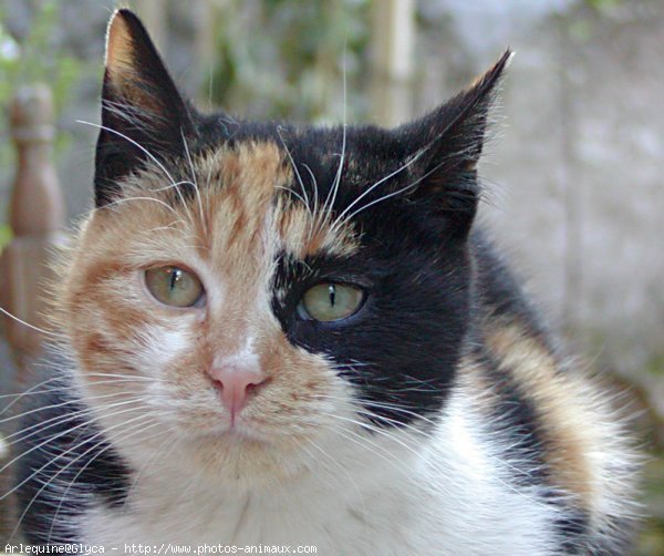 Photo de Chat domestique