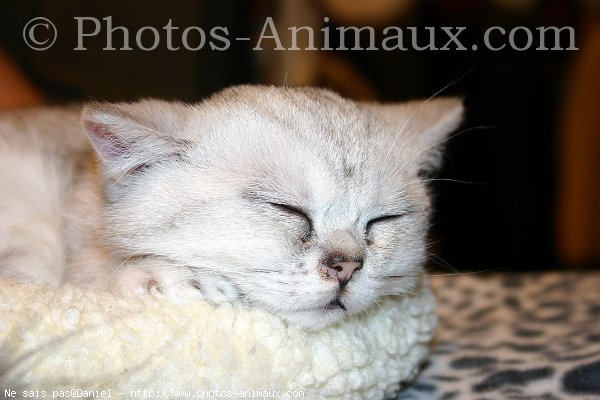 Photo d'Exotic shorthair