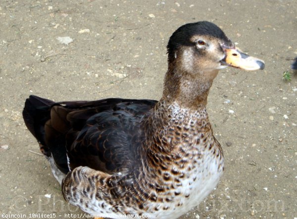 Photo de Canard