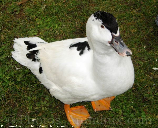 Photo de Canard