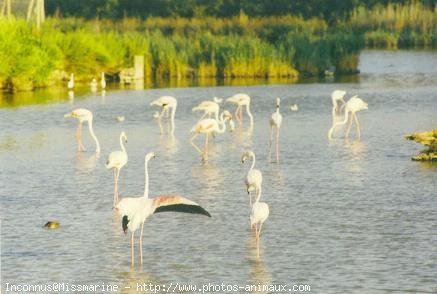 Photo de Flamand rose