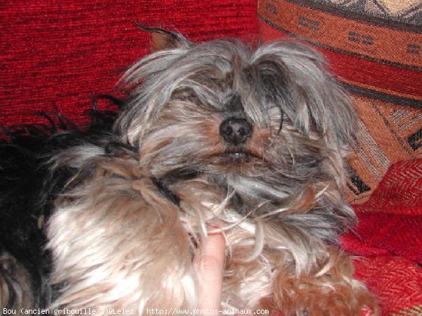 Photo de Yorkshire terrier