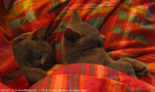 Photo de Chartreux