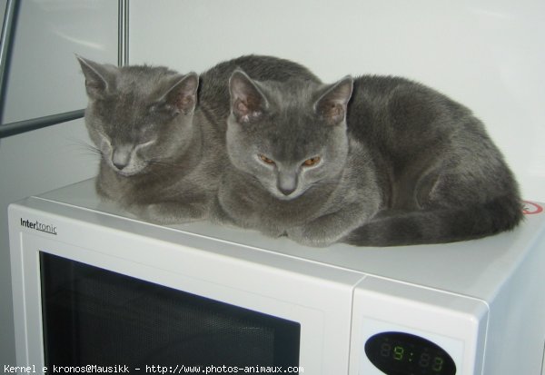 Photo de Chartreux