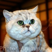 Photo d'Exotic shorthair