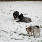 Photo de Cairn terrier