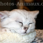 Photo d'Exotic shorthair