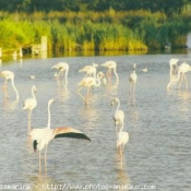 Photo de Flamand rose