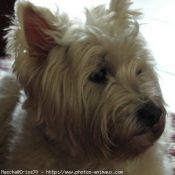 Photo de West highland white terrier