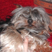 Photo de Yorkshire terrier