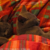 Photo de Chartreux