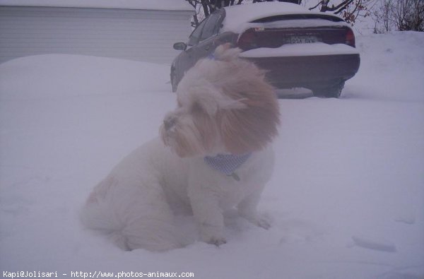 Photo de Lhassa apso