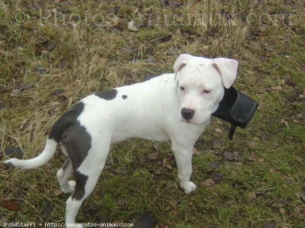 Photo d'American staffordshire terrier