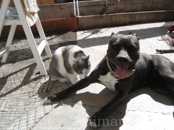 Photo d'American staffordshire terrier