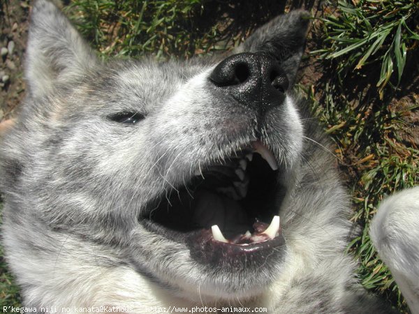 Photo d'Akita inu