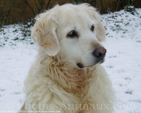 Photo de Golden retriever