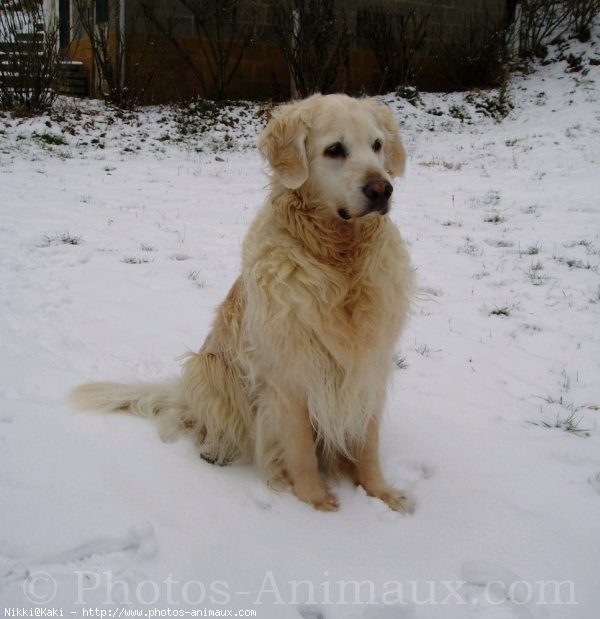 Photo de Golden retriever