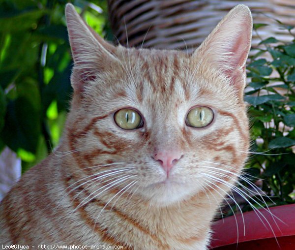 Photo de Chat domestique