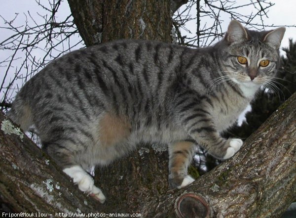 Photo de Chat domestique