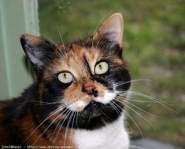 Photo de Chat domestique