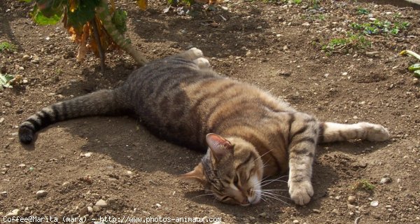 Photo de Chat domestique