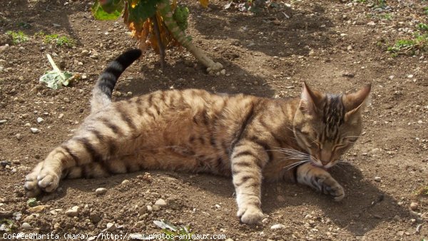 Photo de Chat domestique