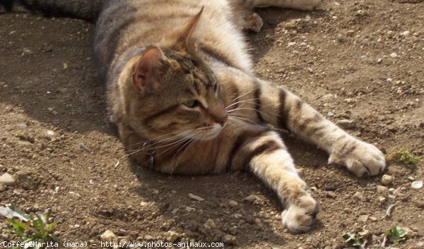 Photo de Chat domestique