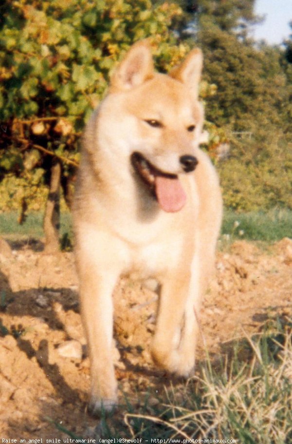 Photo de Shiba