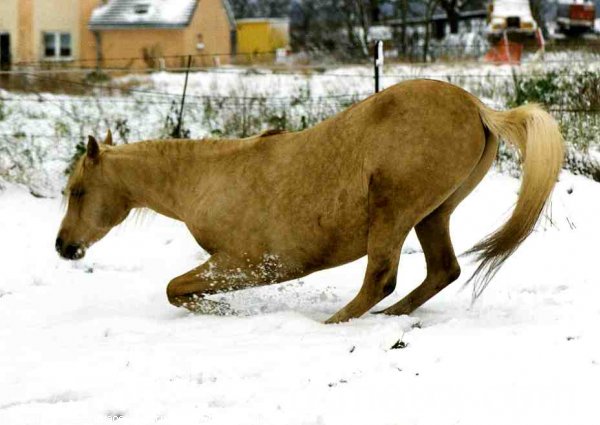 Photo de Palomino