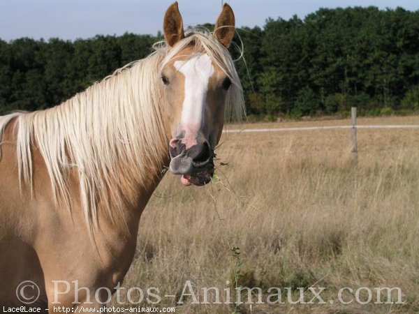 Photo de Palomino