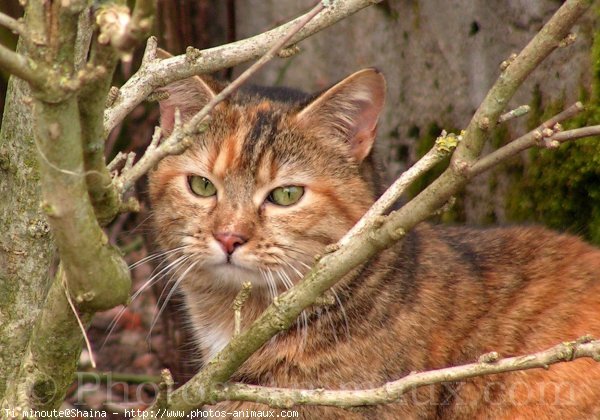 Photo de Chat domestique