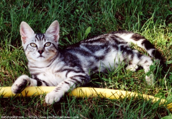 Photo de Chat domestique