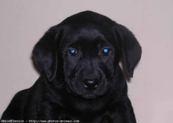 Photo de Labrador retriever