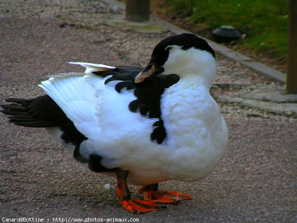 Photo de Canard