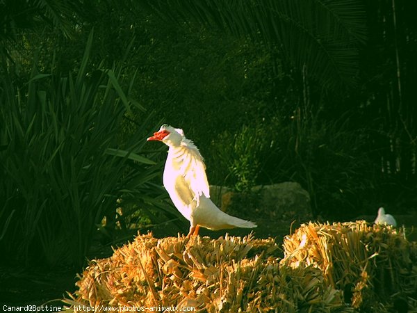 Photo de Canard