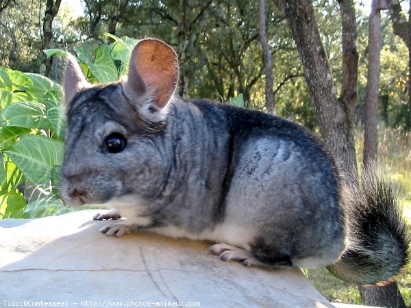 Photo de Chinchilla