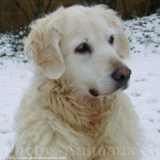 Photo de Golden retriever