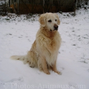 Photo de Golden retriever