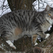 Photo de Chat domestique