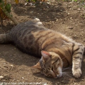 Photo de Chat domestique