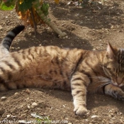 Photo de Chat domestique