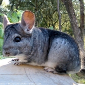 Photo de Chinchilla