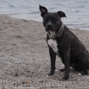 Photo d'American staffordshire terrier