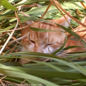 Photo de Chat domestique