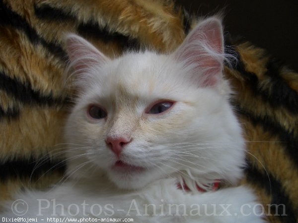 Photo de Ragdoll