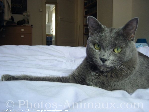 Photo de Chartreux