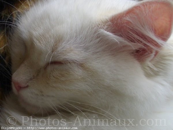 Photo de Ragdoll