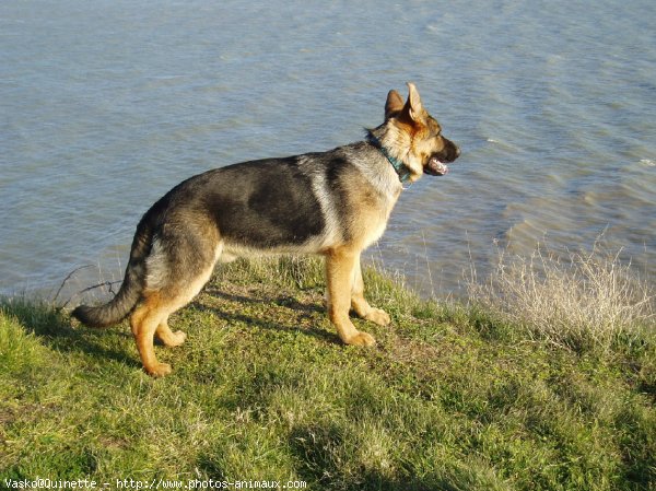 Photo de Berger allemand  poil court