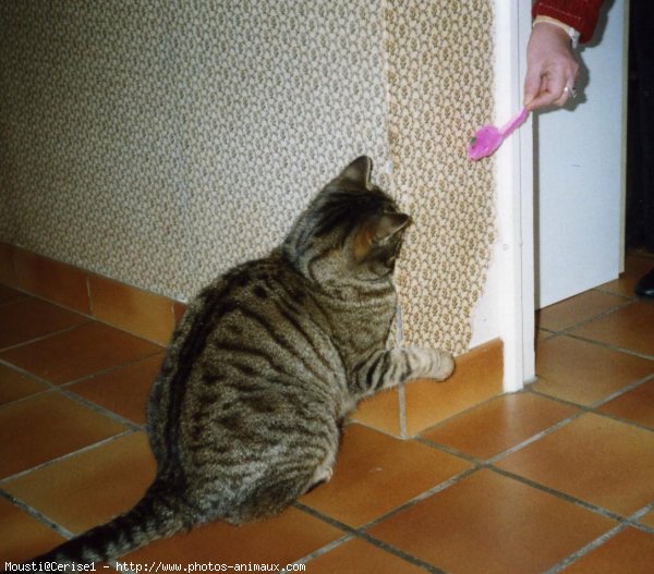 Photo de Chat domestique